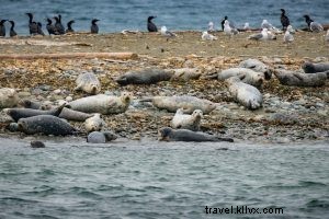 Unforgettable Whale Watching Adventure: 20 Minutes North of Seattle