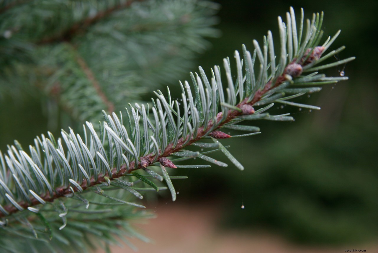 Experience Seattle Through All Your Senses: The Ultimate Sensory Guide to the Emerald City