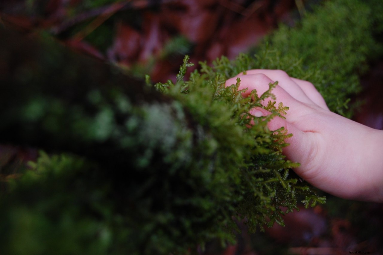 Experience Seattle Through All Your Senses: The Ultimate Sensory Guide to the Emerald City