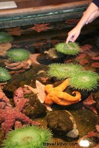 Ultimate Family Guide to Seattle: Best Stays, Activities & Dining