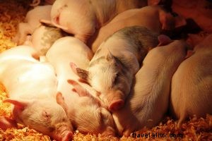 Evergreen State Fair: Unforgettable Fall Family Fun & $2 Tuesday Deals