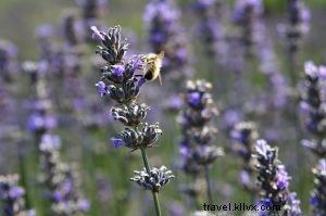 Discover the San Juan Islands: A Perfect 2-Day Escape from Seattle