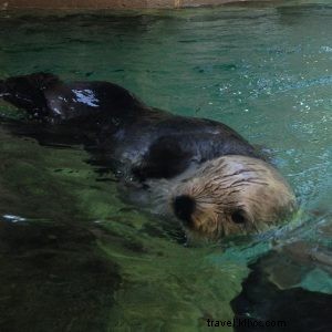 Discover Seattle s Top Attractions with CityPASS: A Perfect Summer Adventure