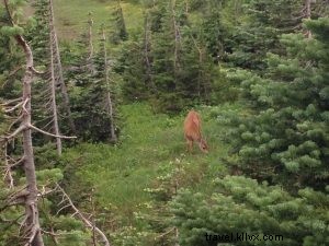 Mount Rainier One Year Later: Majestic Views from Crystal Mountain Resort