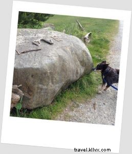 Embracing Seattle Life with Our Adopted Senior Blue Heeler