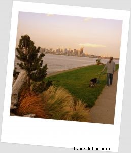 Embracing Seattle Life with Our Adopted Senior Blue Heeler