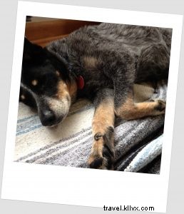 Embracing Seattle Life with Our Adopted Senior Blue Heeler