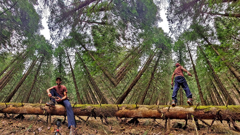 Best Hotels in Naggar, Himachal Pradesh: Ultimate Guide & Reviews