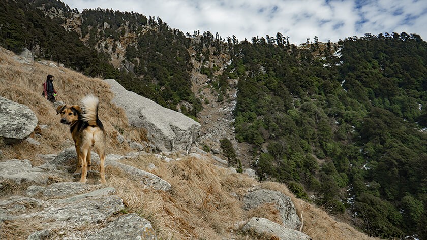 Ultimate Triund Trek Guide: Everything You Need to Know for Dharamshala Adventure