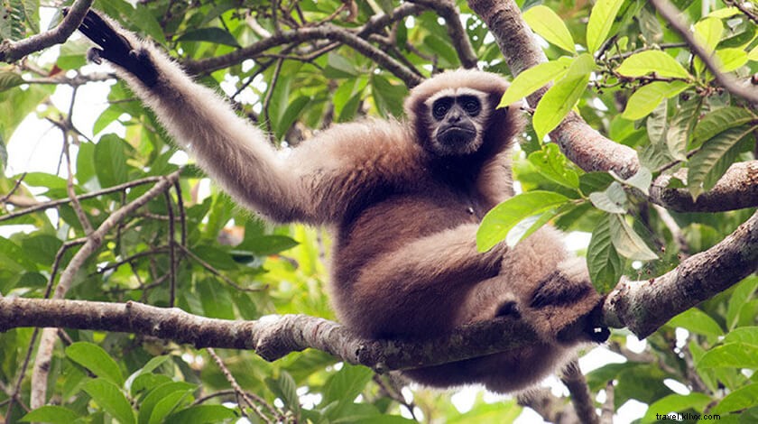 Discover Hoollongapar Gibbon Wildlife Sanctuary: Complete Guide to Assam s Primate Paradise
