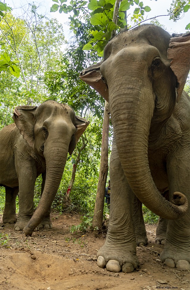 Discover Hoollongapar Gibbon Wildlife Sanctuary: Complete Guide to Assam s Primate Paradise