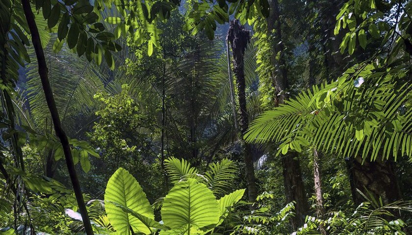 Discover Hoollongapar Gibbon Wildlife Sanctuary: Complete Guide to Assam s Primate Paradise