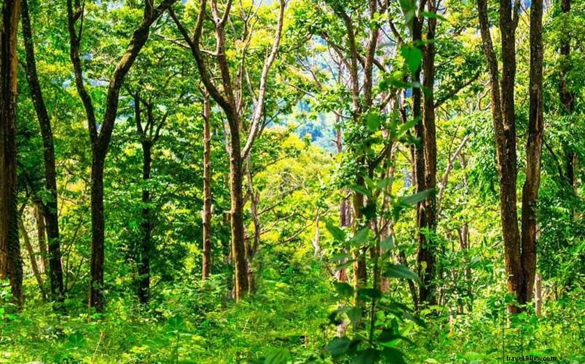 Discover Hoollongapar Gibbon Wildlife Sanctuary: Complete Guide to Assam s Primate Paradise