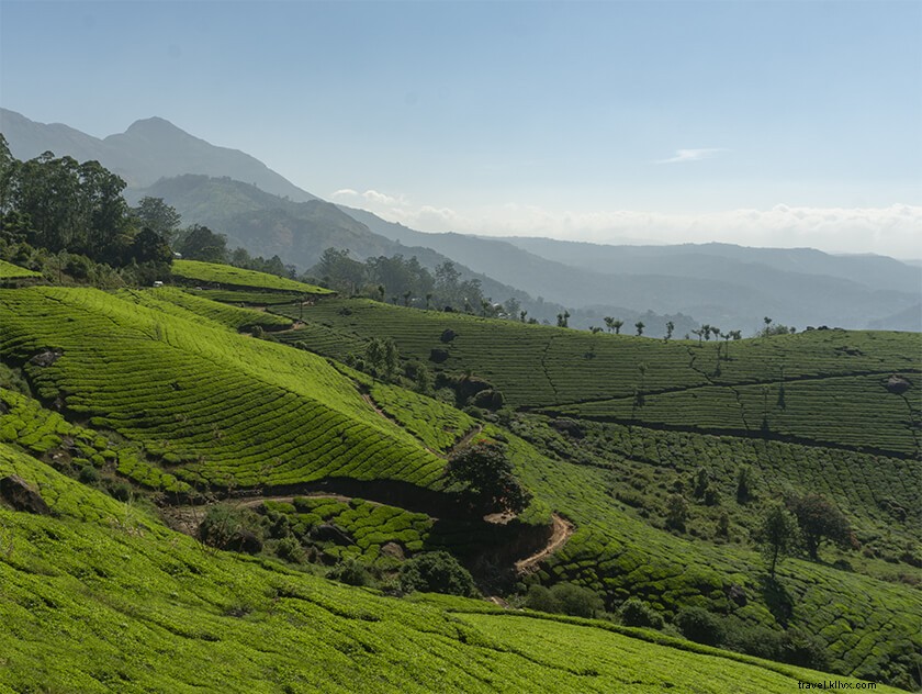 Ultimate Munnar Travel Guide: Top Attractions, Best Time to Visit, Hotels & Insider Tips