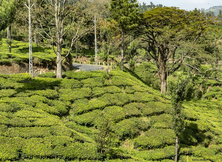 Why Coimbatore to Munnar is the Superior Road Trip Over Kochi to Munnar