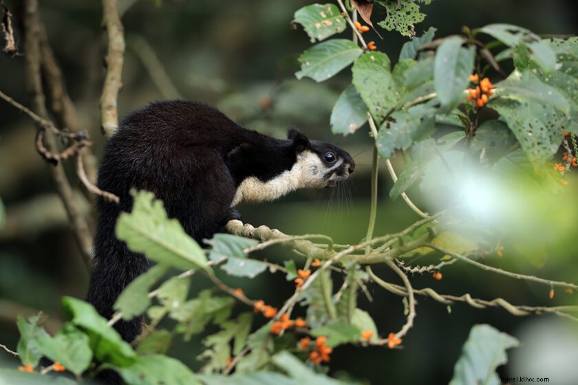 Discover 50 Stunning Bodoland Photos: Dwijing Festival, Manas National Park & Bodo Villages