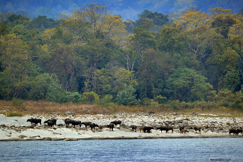 Discover 50 Stunning Bodoland Photos: Dwijing Festival, Manas National Park & Bodo Villages