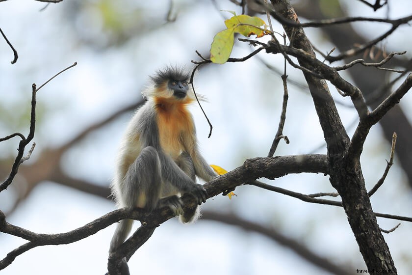 Discover 50 Stunning Bodoland Photos: Dwijing Festival, Manas National Park & Bodo Villages