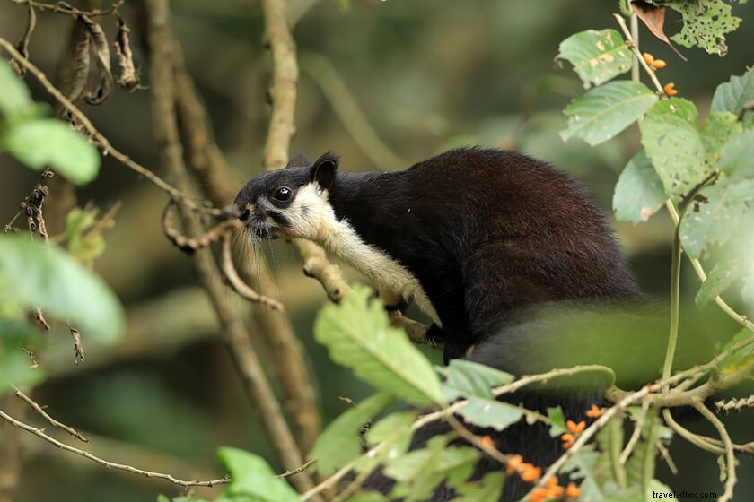 Discover 50 Stunning Bodoland Photos: Dwijing Festival, Manas National Park & Bodo Villages