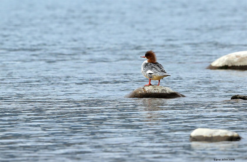 Discover 50 Stunning Bodoland Photos: Dwijing Festival, Manas National Park & Bodo Villages