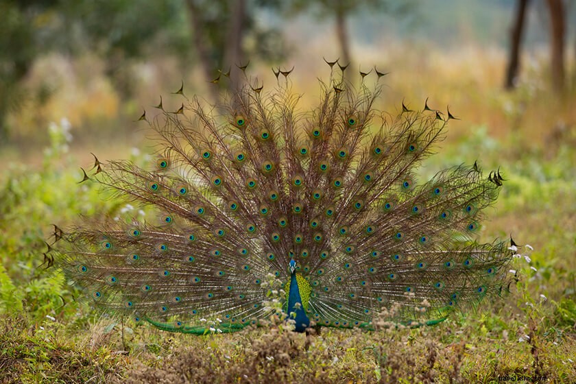 Discover 50 Stunning Bodoland Photos: Dwijing Festival, Manas National Park & Bodo Villages