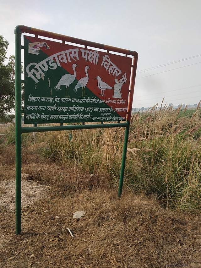 Bhindawas Bird Sanctuary: Perfect Day Trip Escape from Delhi