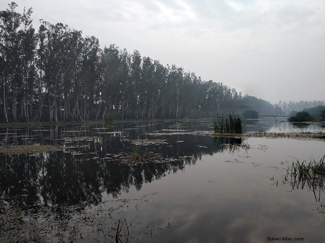Bhindawas Bird Sanctuary: Perfect Day Trip Escape from Delhi