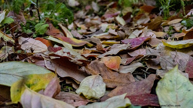 Discover Mashobra: The Ideal Serene Alternative to Crowded Shimla