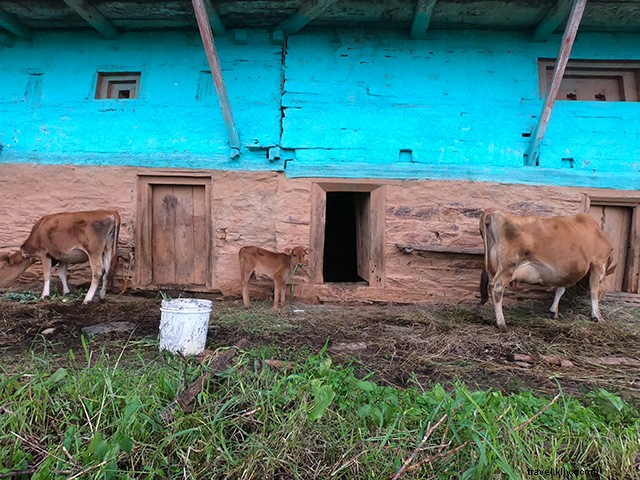 Discover Cheog Village: Shimla s Authentic Offbeat Haven and Cultural Gem