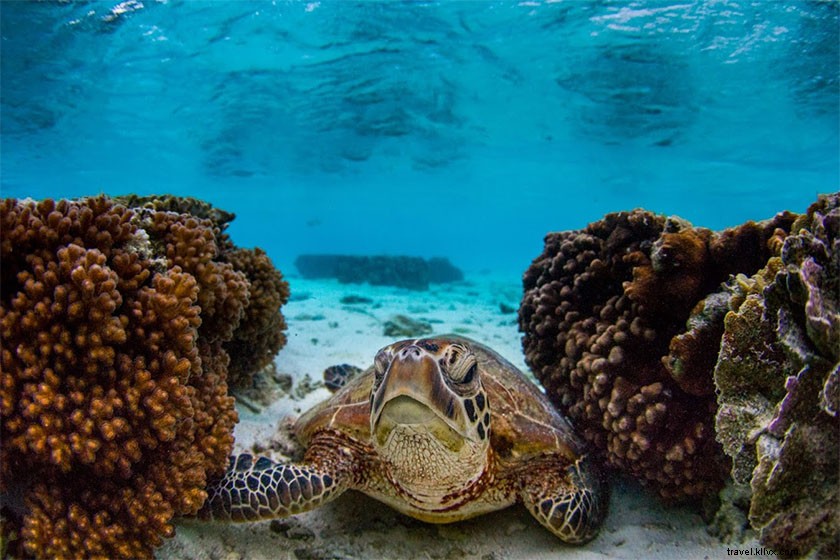 Unforgettable Day Trip to Lady Elliot Island from Gold Coast, Australia