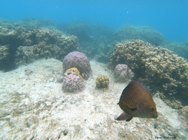 Discover Pulau Macan Island: The Ultimate Eco Day Trip from Jakarta