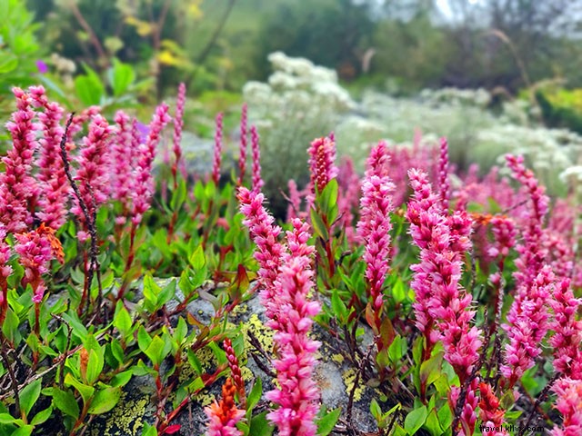 Ultimate Guide to Hemkund Sahib Trek & Valley of Flowers: Essential Travel Tips