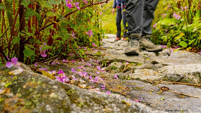 Valley of Flowers Trek Guide: Best Time to Visit, Detailed Itinerary & Essential Tips