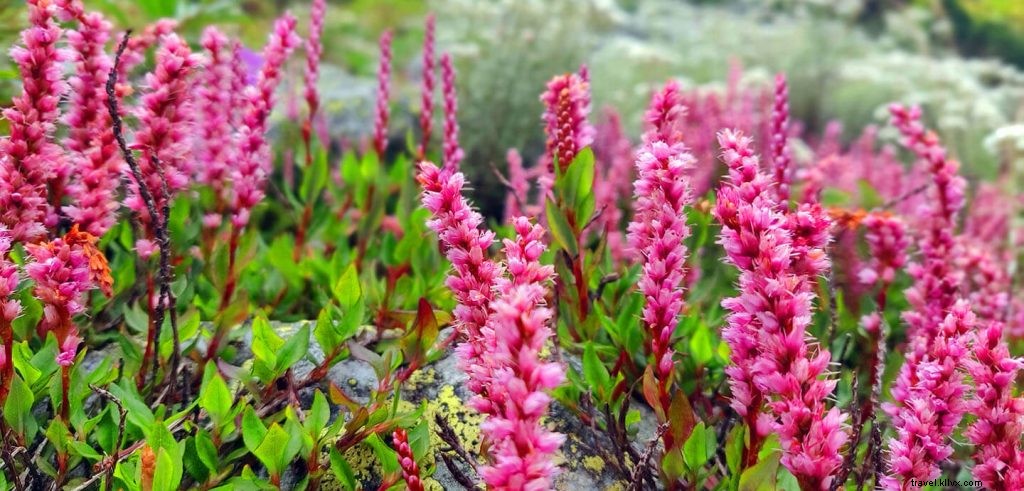 Valley of Flowers Trek Guide: Best Time to Visit, Detailed Itinerary & Essential Tips