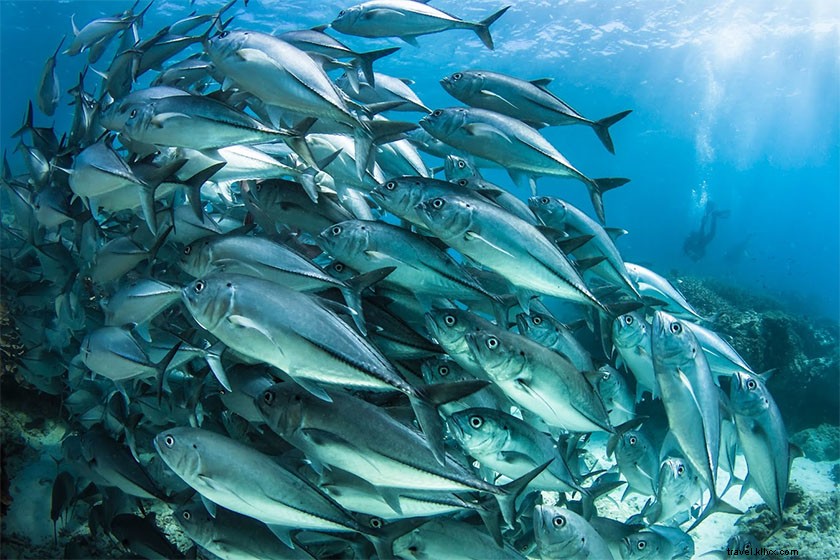 Top 9 Must-Do Things in Gold Coast, Australia: Ultimate Travel Guide