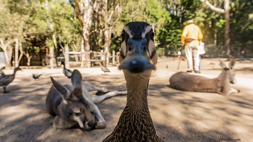 Ultimate 5-Day Gold Coast Itinerary: Beaches, Adventures & Insider Tips