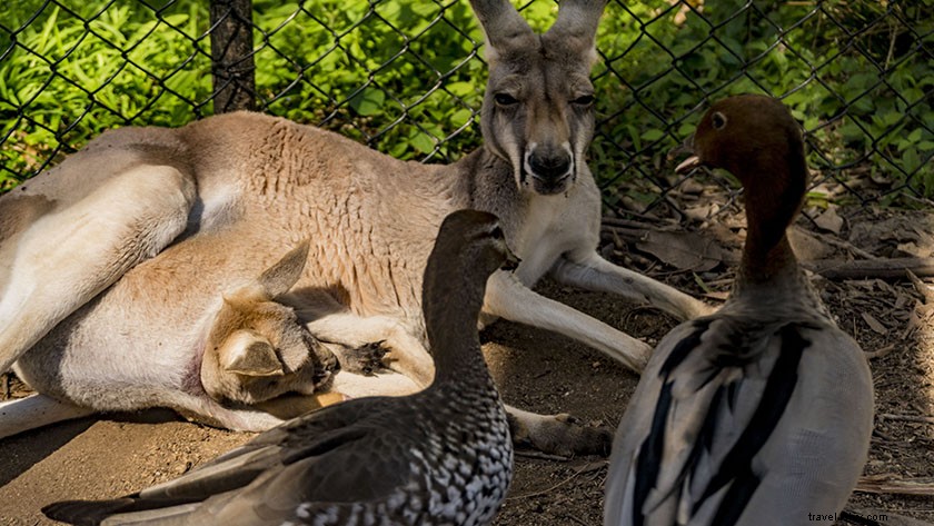 Ultimate 5-Day Gold Coast Itinerary: Beaches, Adventures & Insider Tips