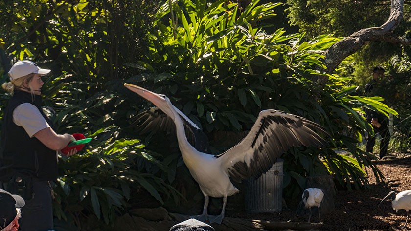 Ultimate 5-Day Gold Coast Itinerary: Beaches, Adventures & Insider Tips