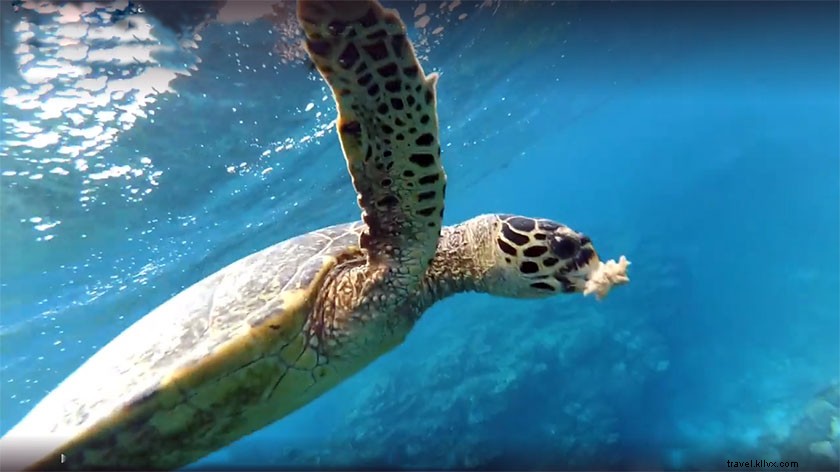 Ultimate 5-Day Gold Coast Itinerary: Beaches, Adventures & Insider Tips