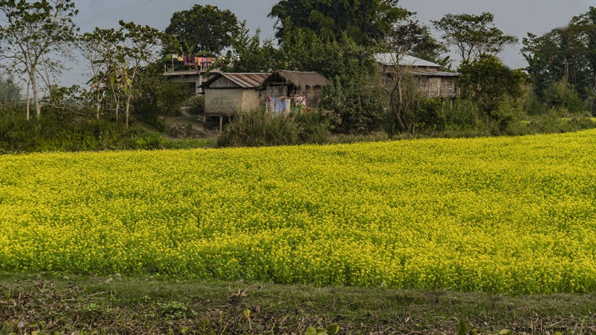 Top Things to Do in Majuli Island: Discover India s Largest River Island