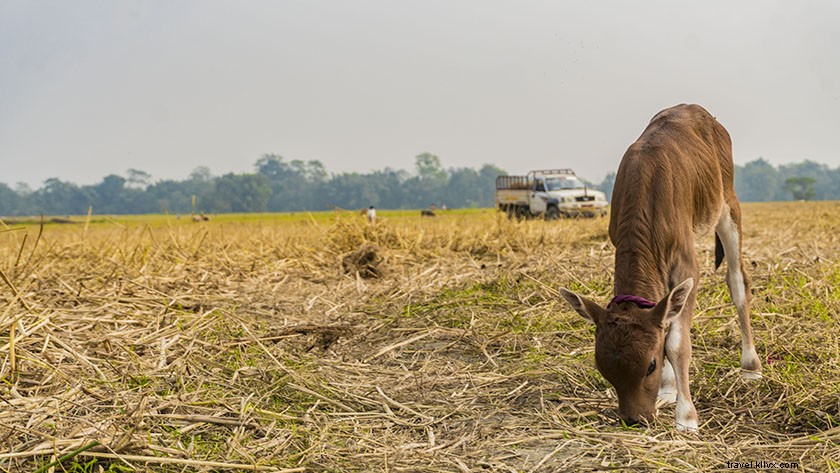 Top Things to Do in Majuli Island: Discover India s Largest River Island