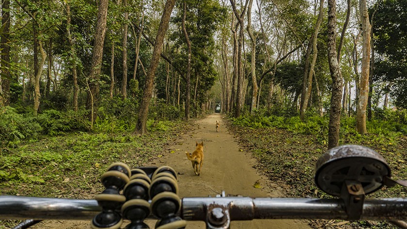 Top Things to Do in Majuli Island: Discover India s Largest River Island