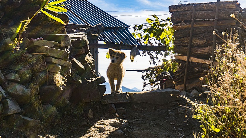 Discover Pfutsero: Nagaland s Highest Inhabited Town – An Enchanting Travel Adventure