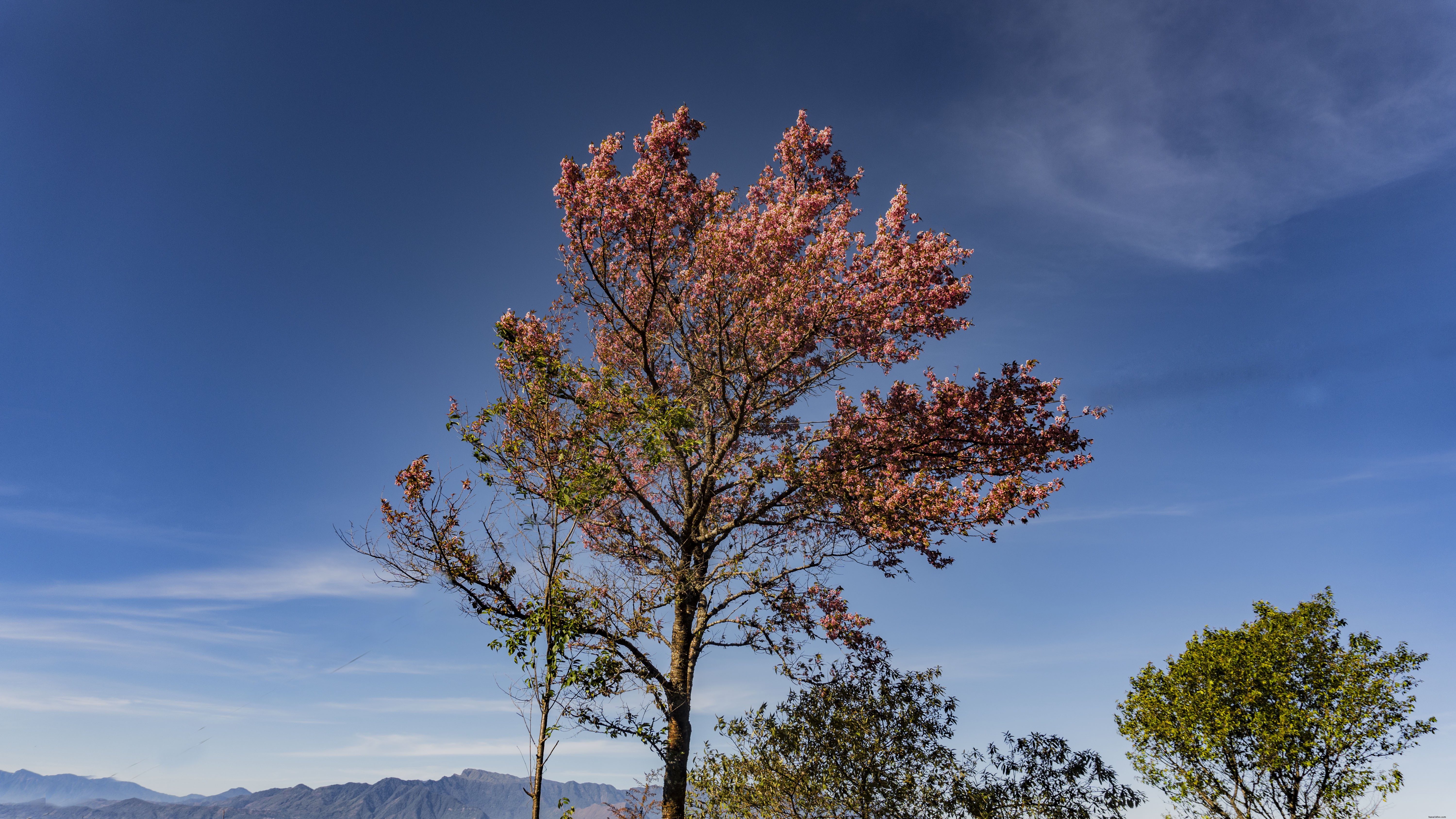 Discover Pfutsero: Nagaland s Highest Inhabited Town – An Enchanting Travel Adventure