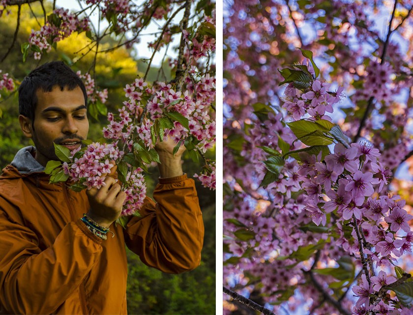 Discover Pfutsero: Nagaland s Highest Inhabited Town – An Enchanting Travel Adventure