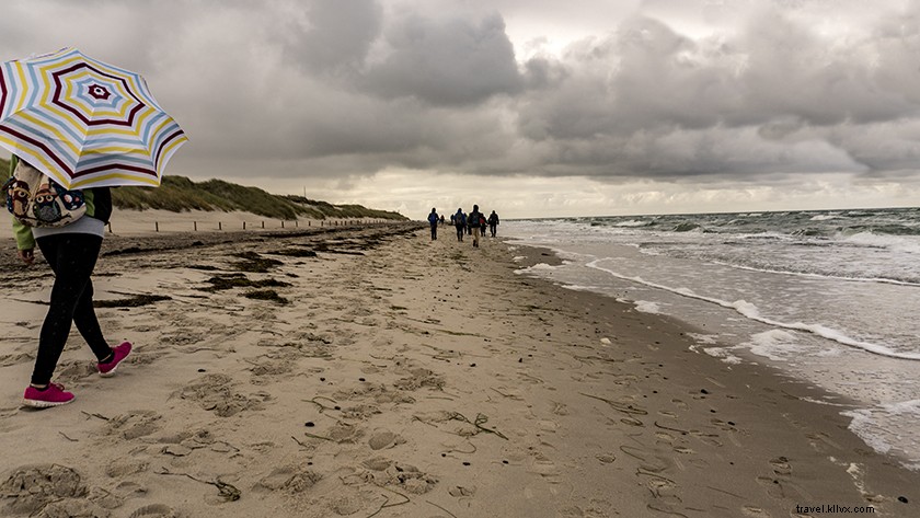 Explore Hiking Trails in Darss Forest, Pomeranian Boddenlandschaft National Park