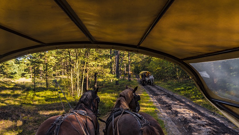 Explore Hiking Trails in Darss Forest, Pomeranian Boddenlandschaft National Park