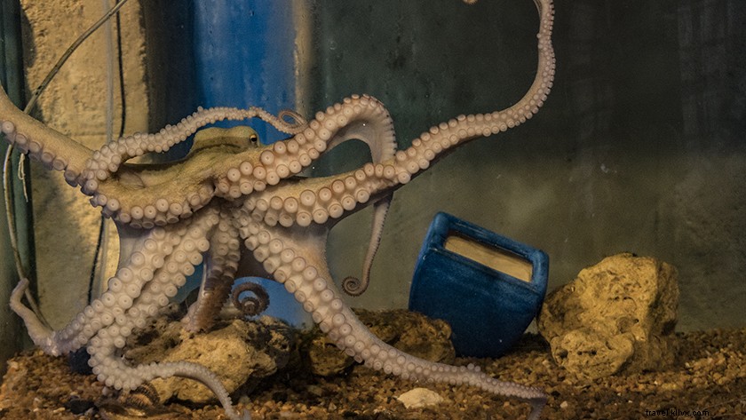 Discover Bunbury: Top Attractions, Beaches, Wildlife & Wineries in Western Australia