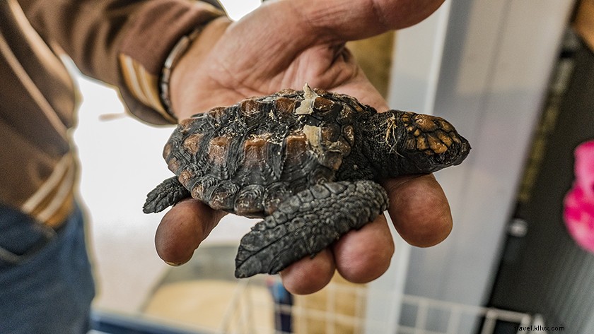 Discover Bunbury: Top Attractions, Beaches, Wildlife & Wineries in Western Australia