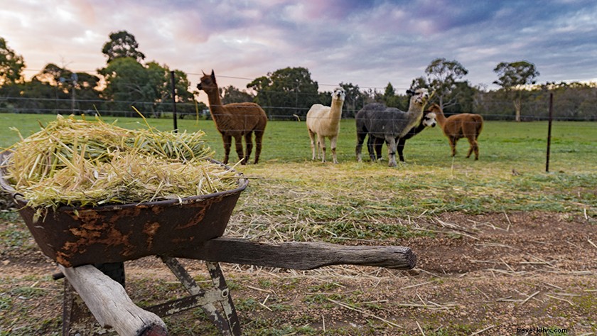 Stargazing Wonders: Volunteering at an Australian Observatory